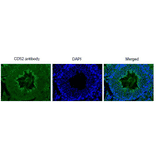 Immunohistochemistry of mouse testis using anti-CD52 antibody.
