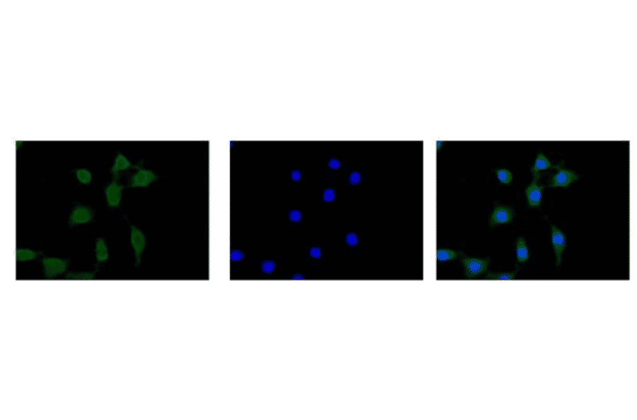 Immunofluorescent staining of Calmegin in NIH3T3 cells with anti-Calmegin antibody