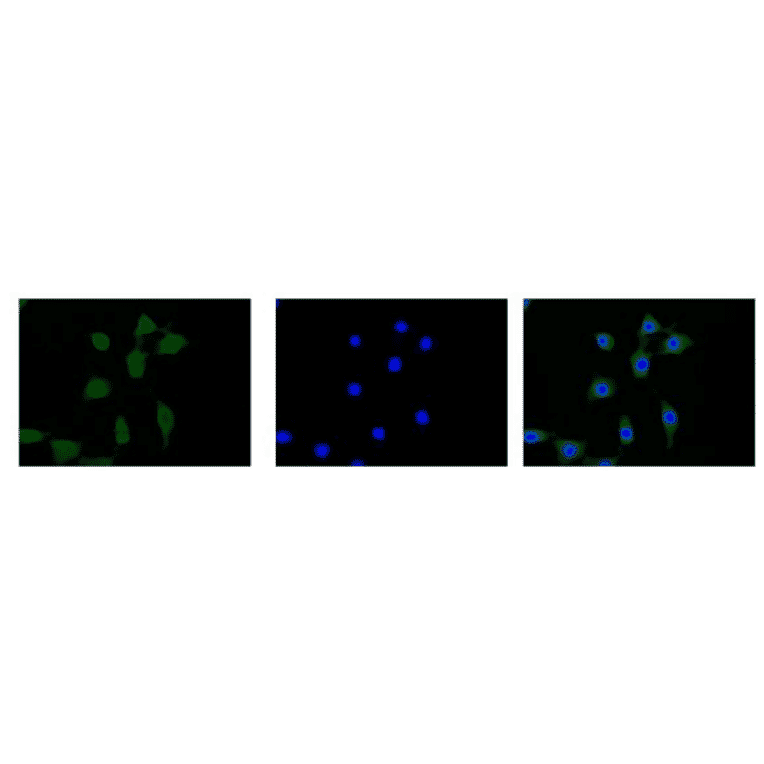 Immunofluorescent staining of Calmegin in NIH3T3 cells with anti-Calmegin antibody