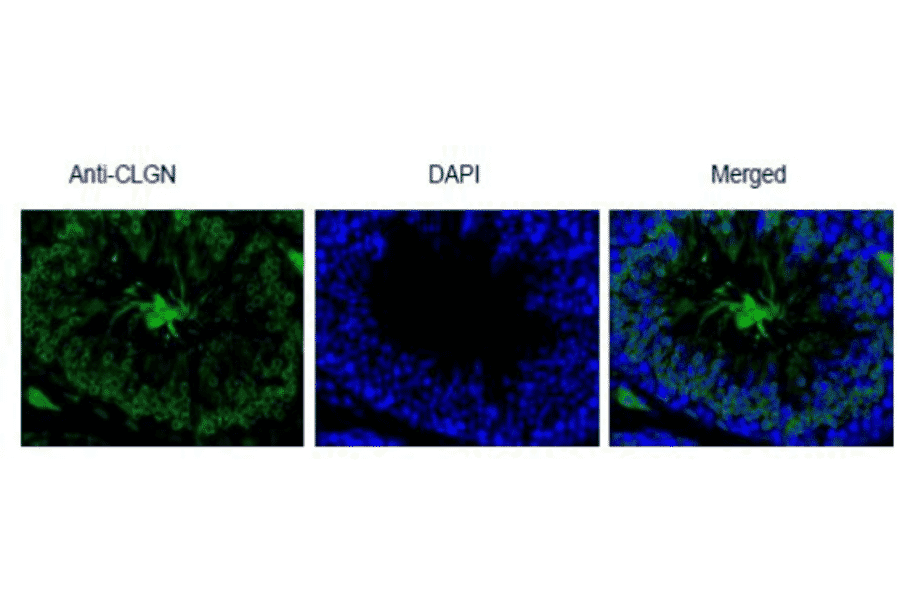 Immunohistological staining of Calmegin in testis section with anti-Calmegin antibody