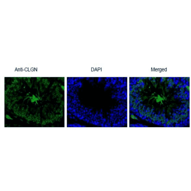 Immunohistological staining of Calmegin in testis section with anti-Calmegin antibody