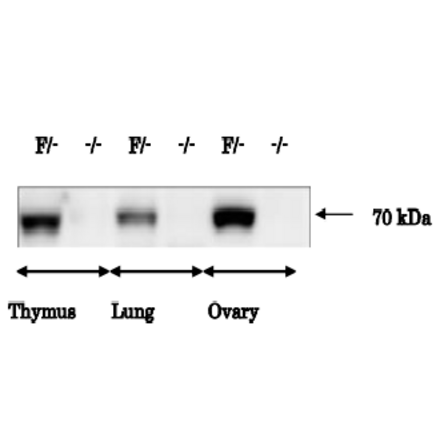 Analysis of IGSF8 protein in various tissues of Igff8-targeted mice by western blotting with anti-IGFS8 antibody.