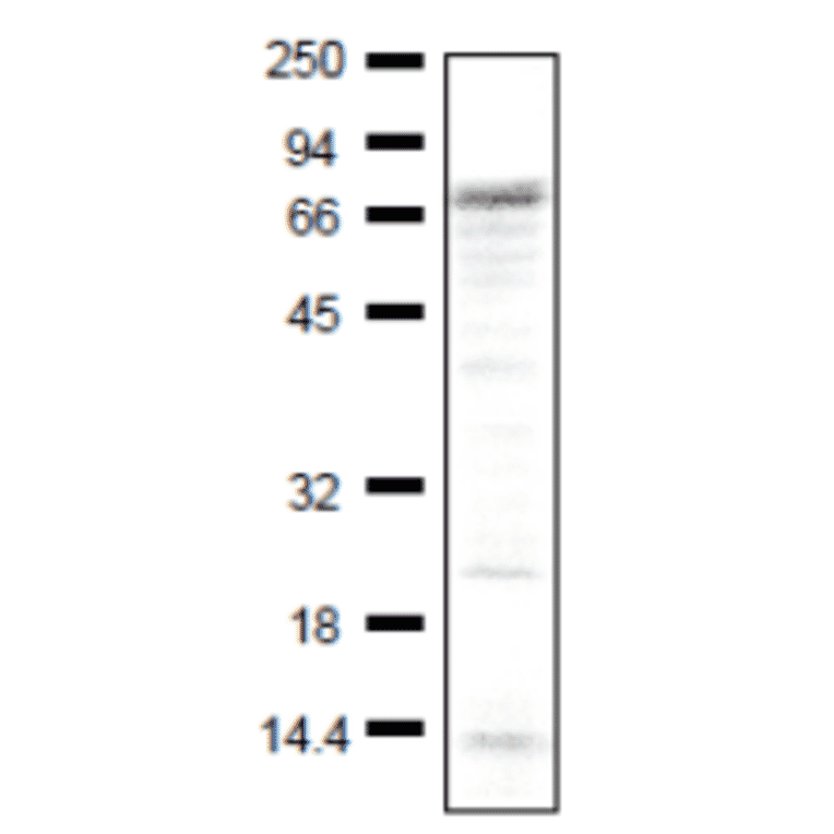 Detection of endogenous level of IGSF8 in crude extract of NIH3T3 cells by using anti-IGSF1 antibody.