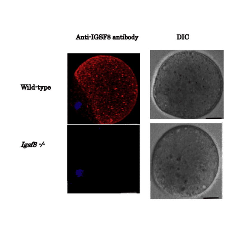 Immunofluorescence staining of IGSF8 protein in eggs of wild-type mouse and Igsf8 knock-out mouse with anti-IGSF8 antibody.