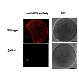 Immunofluorescence staining of IGSF8 protein in eggs of wild-type mouse and Igsf8 knock-out mouse with anti-IGSF8 antibody.
