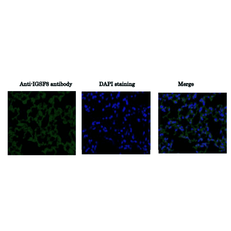 Immunohistochemical staining of IGSF8 protein in mouse lung tissue section using anti-IGSF1 antibody.
