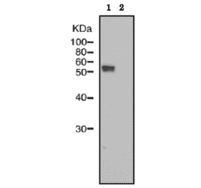 Identification of IZUMO1 protein in sperm lysate of wild type mouse but not in that of IZUMO1 knock-out mouse by western blotting with anti-IZUMO1 monoclonal antibody ‘#125).