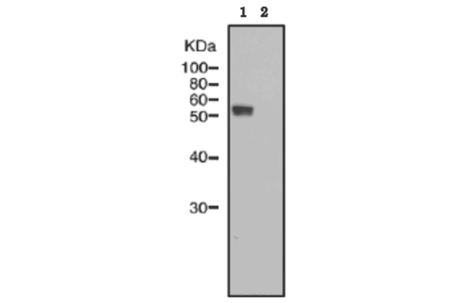Identification of IZUMO1 protein in sperm lysate of wild type mouse but not in that of IZUMO1 knock-out mouse by western blotting with anti-IZUMO1 monoclonal antibody ‘#125).