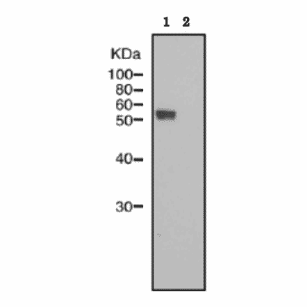 Identification of IZUMO1 protein in sperm lysate of wild type mouse but not in that of IZUMO1 knock-out mouse by western blotting with anti-IZUMO1 monoclonal antibody ‘#125).