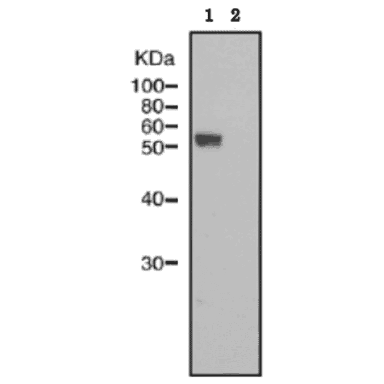 Identification of IZUMO1 protein in sperm lysate of wild type mouse but not in that of IZUMO1 knock-out mouse by western blotting with anti-IZUMO1 monoclonal antibody ‘#125).