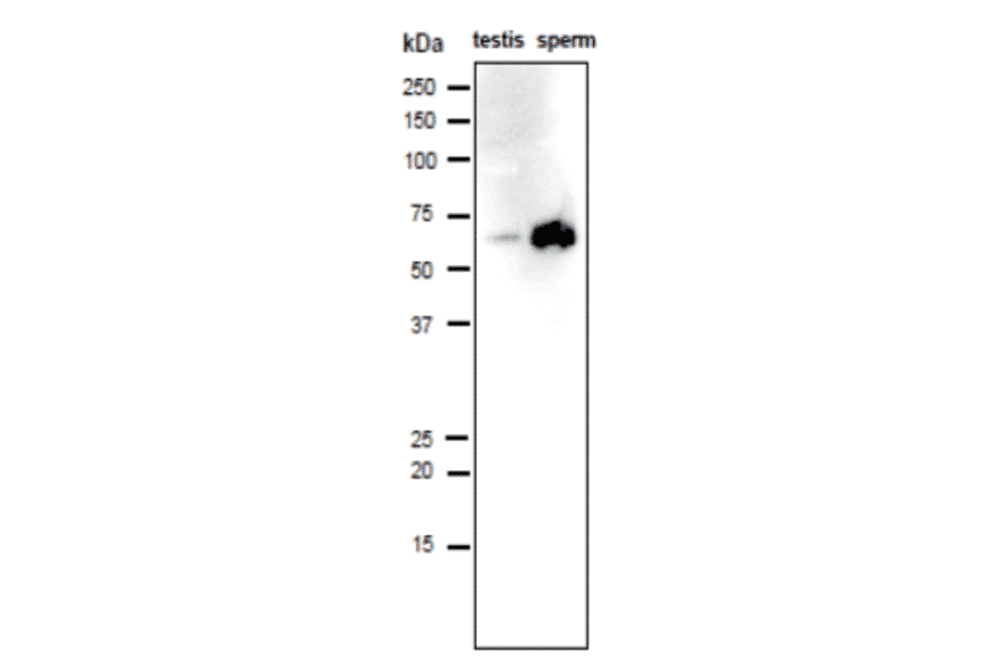 Analysis of IZUMO1 protein in the lysates of mouse testis and sperm by western blotting with anti-IZUMO1 antibody (#125).