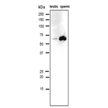 Analysis of IZUMO1 protein in the lysates of mouse testis and sperm by western blotting with anti-IZUMO1 antibody (#125).