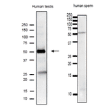 Analysis of IZUMO1 protein in the lysate of human testis and sperm by western blotting with anti-IZUMO1 antibody (#125).