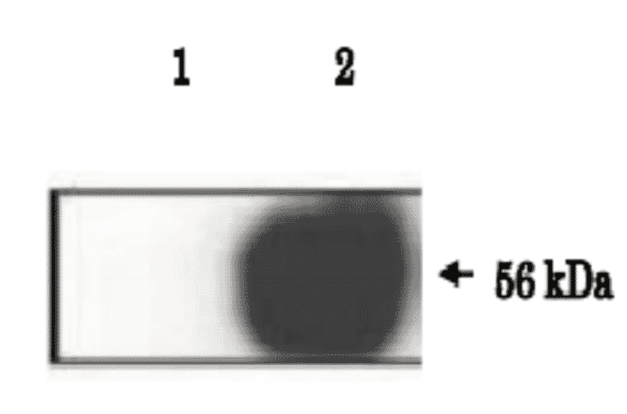 Immunoprecipitation of IZUMO1 protein from lysate of mouse sperm by using anti-IZUMO1 antibody (#125).