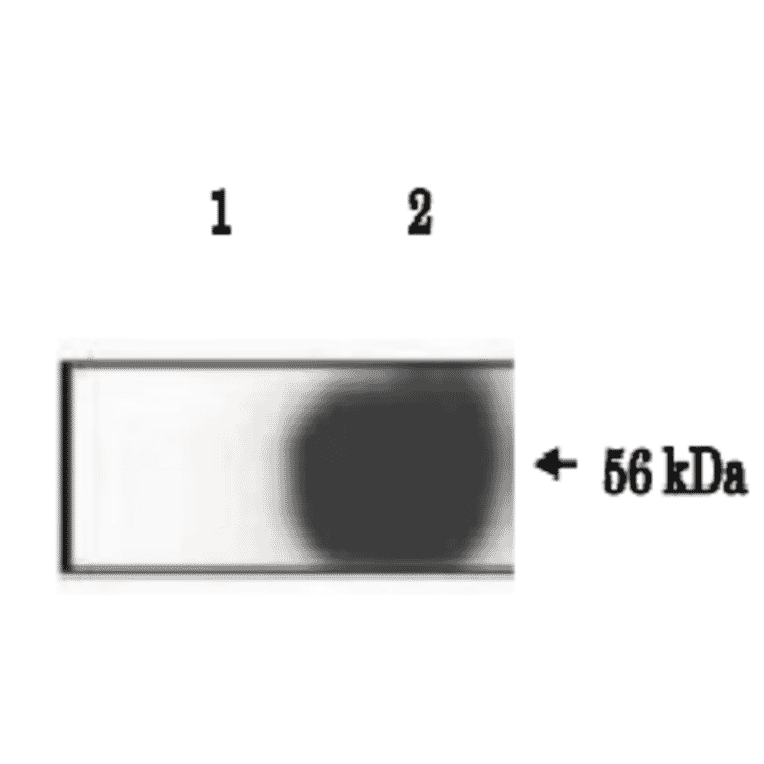 Immunoprecipitation of IZUMO1 protein from lysate of mouse sperm by using anti-IZUMO1 antibody (#125).