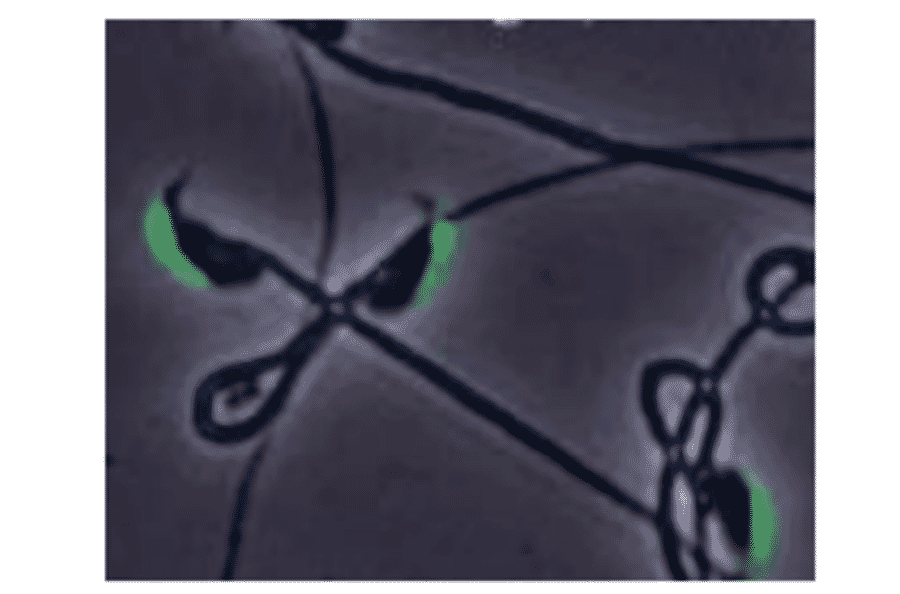 Immunofluorescence stainig of IZUMO1 protein in mouse spermatozoa with anti-IZUMO1 antibody (#125). 