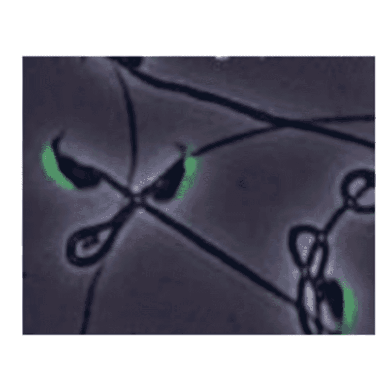 Immunofluorescence stainig of IZUMO1 protein in mouse spermatozoa with anti-IZUMO1 antibody (#125). 