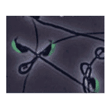 Immunofluorescence stainig of IZUMO1 protein in mouse spermatozoa with anti-IZUMO1 antibody (#125). 