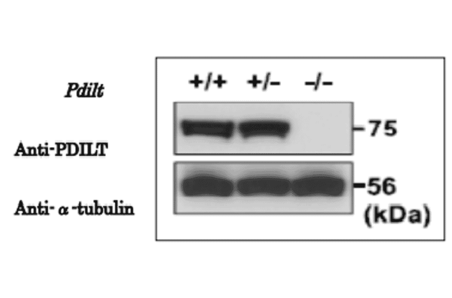 Validation of specificity of the anti-PDILT antibody with knockout mice testis extracts.