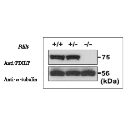 Validation of specificity of the anti-PDILT antibody with knockout mice testis extracts.