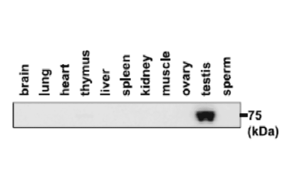 Western blotting analysis of PDILT expression in various tissues with anti-PDILT antibody.