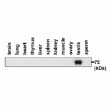 Western blotting analysis of PDILT expression in various tissues with anti-PDILT antibody.