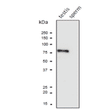 Western blot analysis of PDILT protein in the lysates of mouse testis and sperm with anti-PDILT antibody.