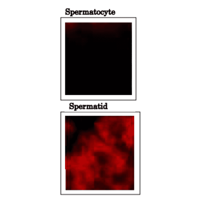 Immunofluorescence staining of mouse testicular sections with anti-PDILT antibody.