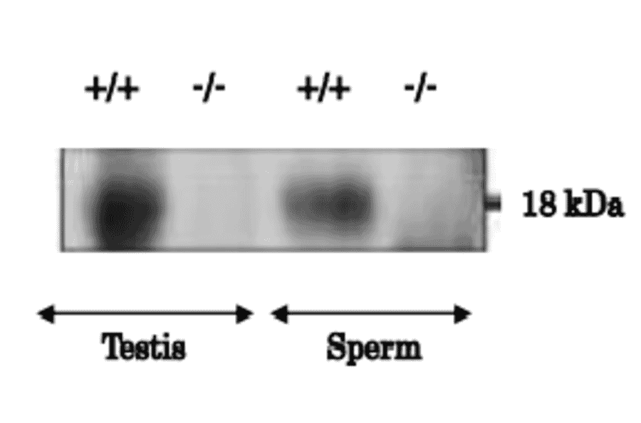 Analysis of PMIS2 protein expression in the lysates of testis and sperm from wild-type (+/+) and Pmis2 knockout (-/-) mice by western blotting with anti-PMIS2 antibody.