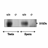 Analysis of PMIS2 protein expression in the lysates of testis and sperm from wild-type (+/+) and Pmis2 knockout (-/-) mice by western blotting with anti-PMIS2 antibody.