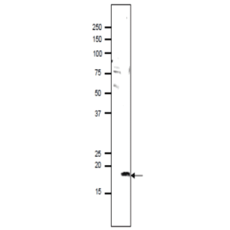Identification of PMIS2 protein in the lysate ofmouse sperm by western blotting with anti-PMIS2 antibody.