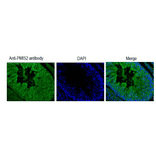Immunohistochemical analysis of paraffin embedded mouse testis tissue with PDILT antibody