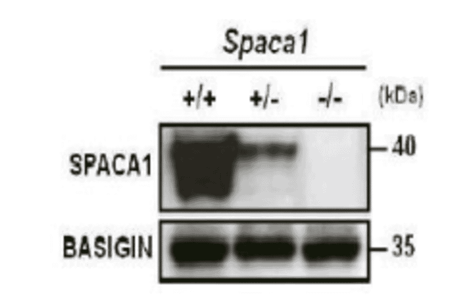Western blotting of mouse testis extracts of wild-type and Spaca1 knockout mice with anti-SPACA1 antibody. 