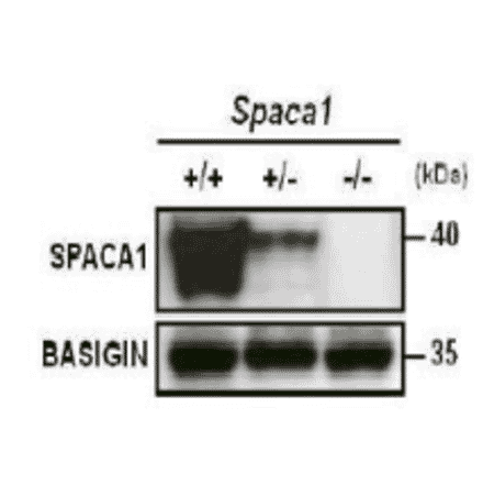 Western blotting of mouse testis extracts of wild-type and Spaca1 knockout mice with anti-SPACA1 antibody. 