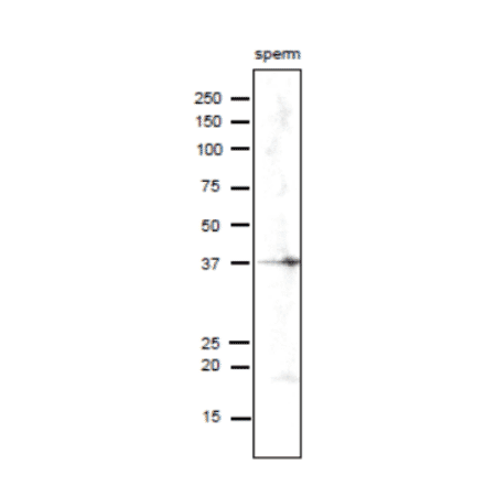 Identification of SPESP1 protein in lysate of mouse sperm by western blotting with anti-SPESP1 antibody.