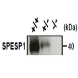 Dose dependent expression of SPESP1protein in wild-type (+/+), heretoallelic (+/-) and knock-out (-/-) mouse sperm..
