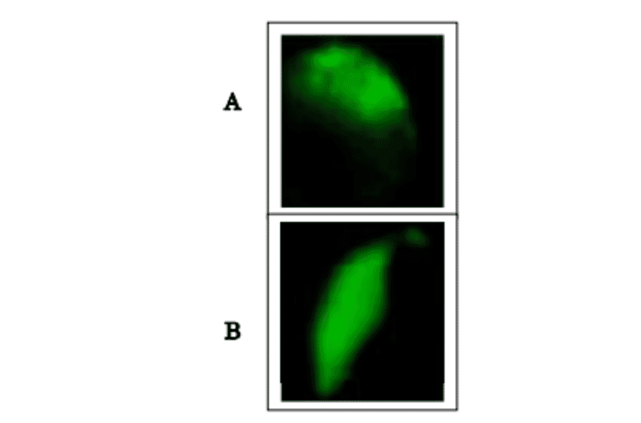 Immunofluorescence staining of mouse SPESP1 with anti-SPESP1 antibody.