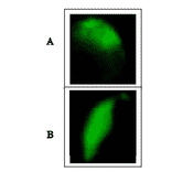 Immunofluorescence staining of mouse SPESP1 with anti-SPESP1 antibody.