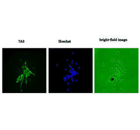 Primary culture of neural progenitor cells from mouse fetal brain stained with 7A3 (Left), stained with Hoechst (Center), and without staing (Right).