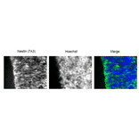 Coronal section of E16 mouse cerebral cortex (frozen) was immunostained with antiNestin antibody at 1/100 dilution