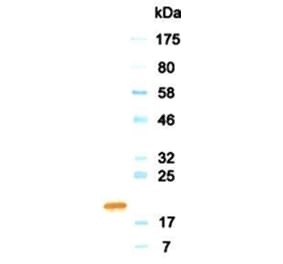 Western Blot - Anti-Growth Hormone Antibody (HRP) (011303G12H) - Antibodies.com