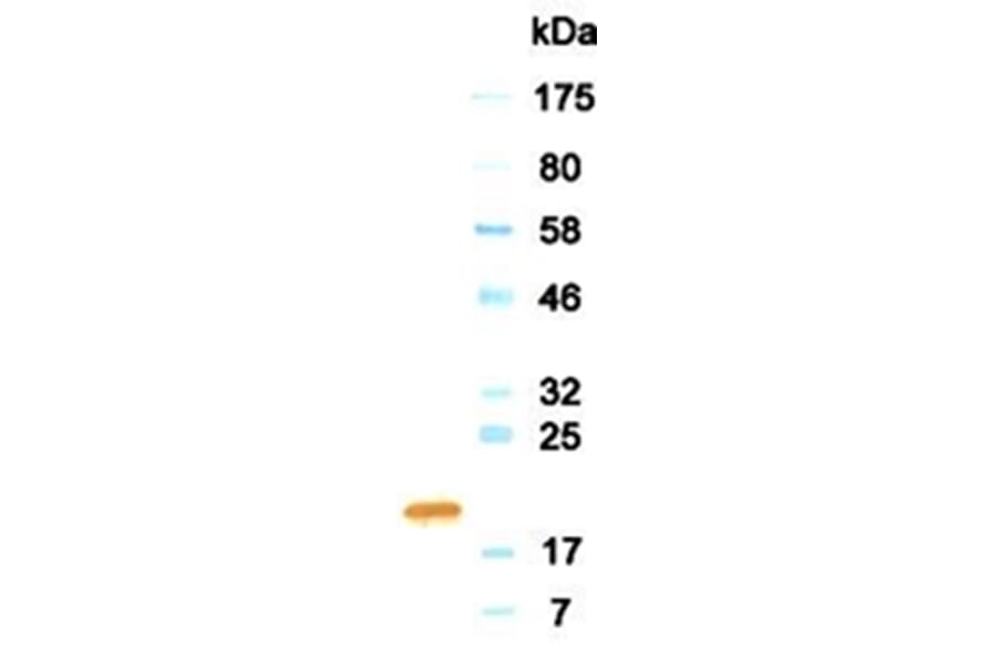Western Blot - Anti-Growth Hormone Antibody (HRP) (011303G12H) - Antibodies.com