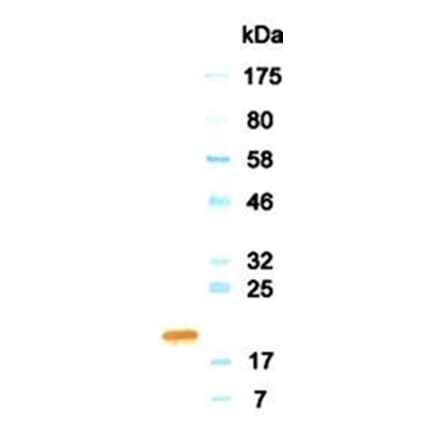 Western Blot - Anti-Growth Hormone Antibody (HRP) (011303G12H) - Antibodies.com
