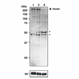 Detection of Nestin in whole extracts ofmouse neocortex and neural stem cells by western blotting with anti-Nestin antibody. 