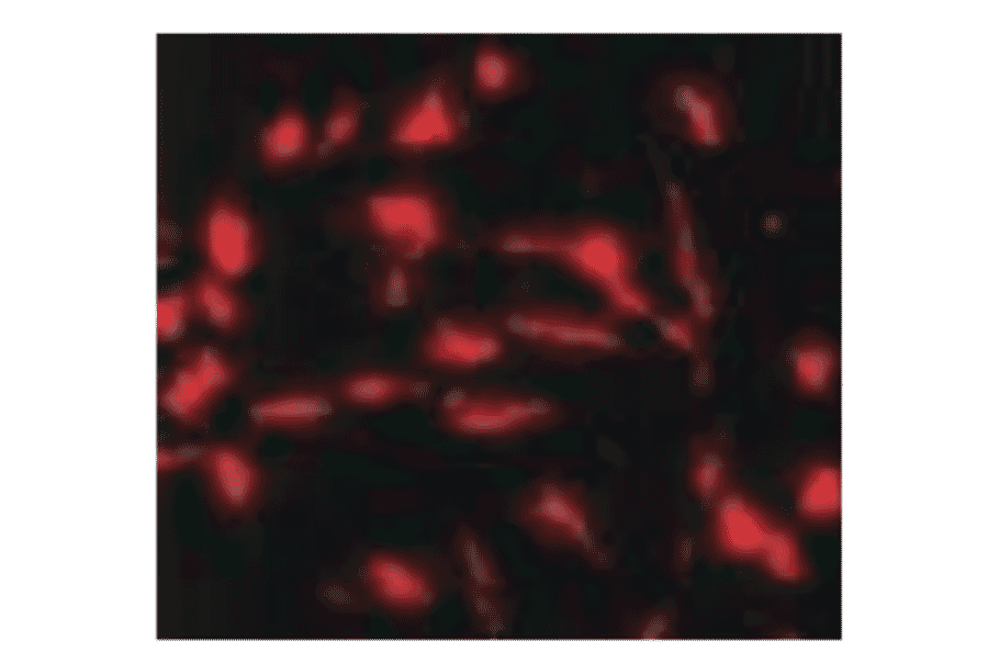 Immunofluorescence staining of nestin in mouse neuroepithelial cells by using anti-nestin antibody. 