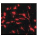 Immunofluorescence staining of nestin in mouse neuroepithelial cells by using anti-nestin antibody. 