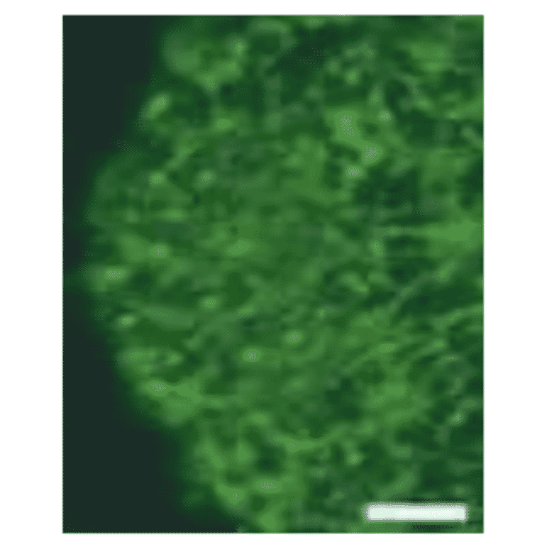 Section of telencephalon of mouse stained by immunohistochemistry with anti-nestin antibody 