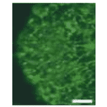 Section of telencephalon of mouse stained by immunohistochemistry with anti-nestin antibody 