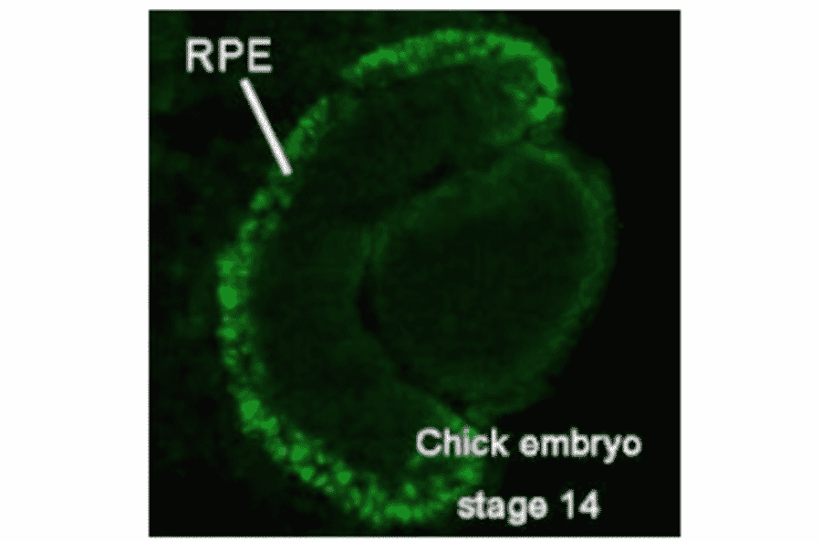Immunohistochemical staining of Mitf in chick embrio at stage 14. 