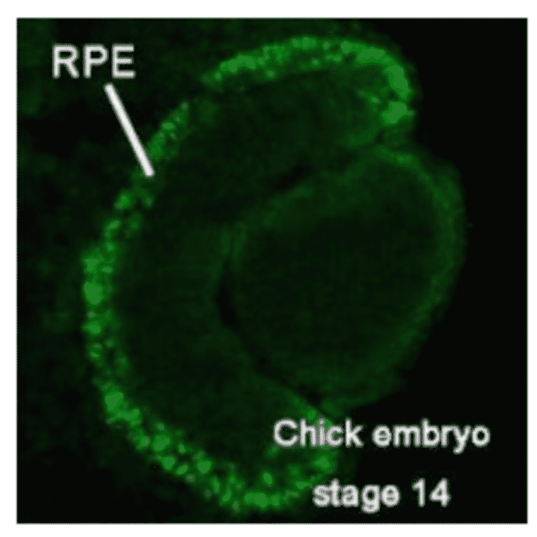 Immunohistochemical staining of Mitf in chick embrio at stage 14. 